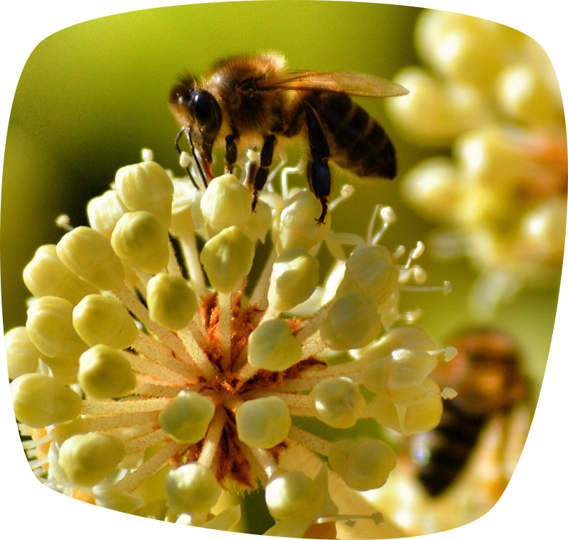 Abeille