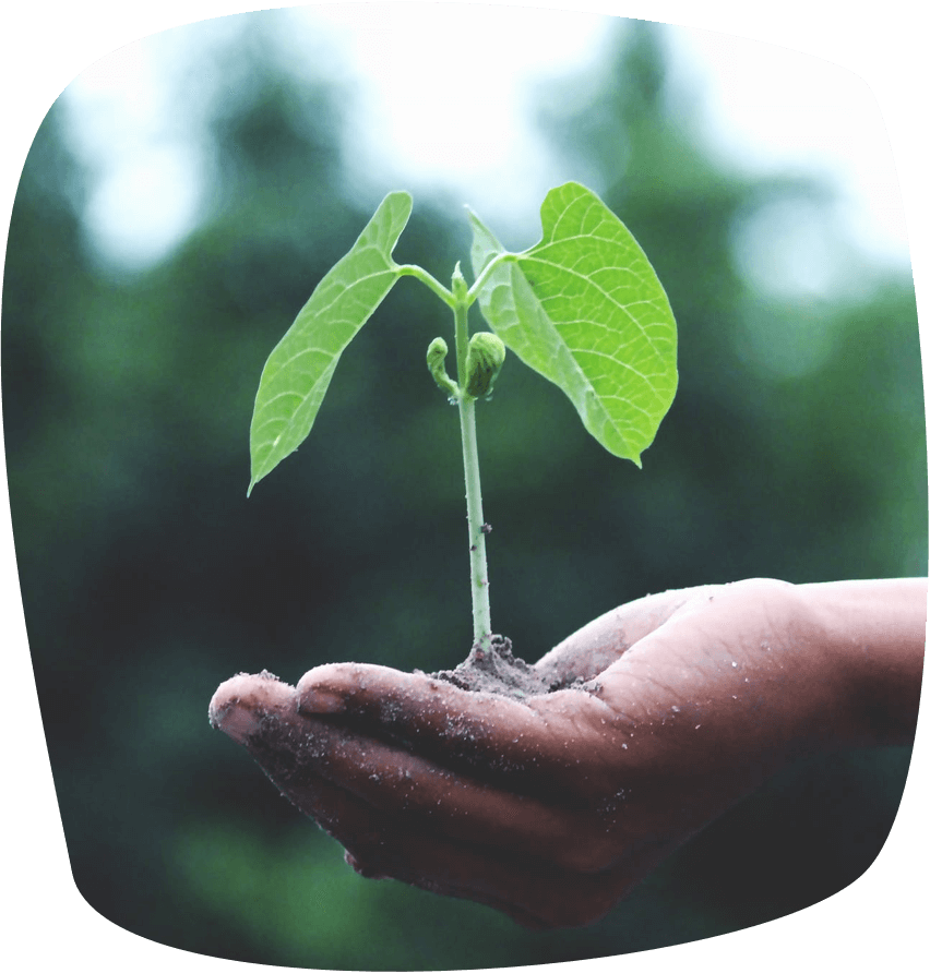 Plante