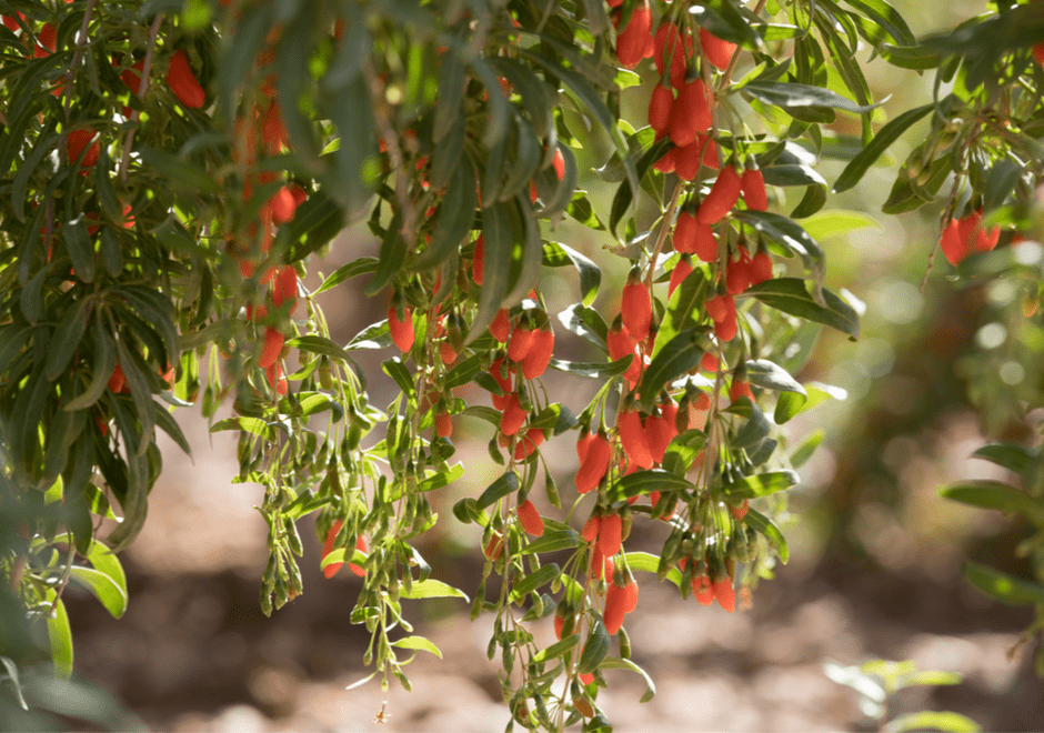 baie de goji