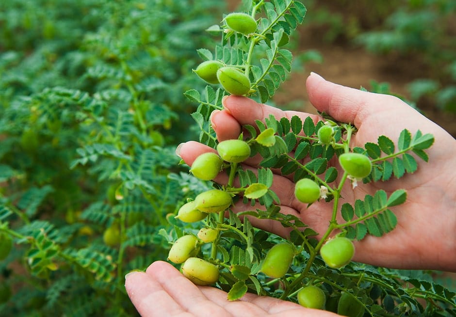 Les bienfaits des pois chiches