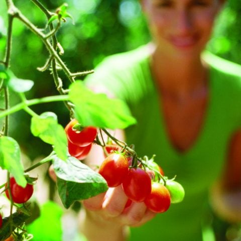 OH ! les “ bio ” Fruits et légumes !