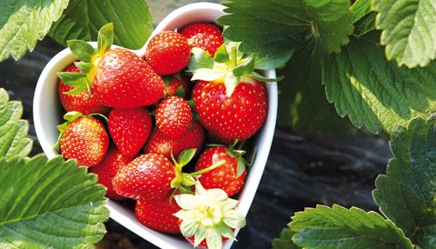 Printemps : La saison des fraises