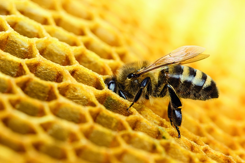 Protégeons les abeilles