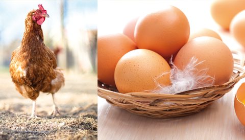 Rencontre avec une poule de la Drôme