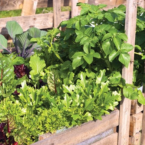 "Le guide de la permaculture urbaine"