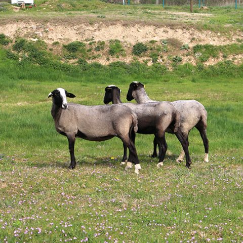 Pour entretenir vos espaces verts, pensez à l’éco-pâturage en adoptant des moutons !