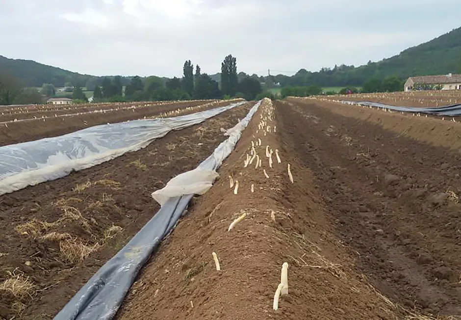 Rencontre avec notre producteur d’asperges bio 3