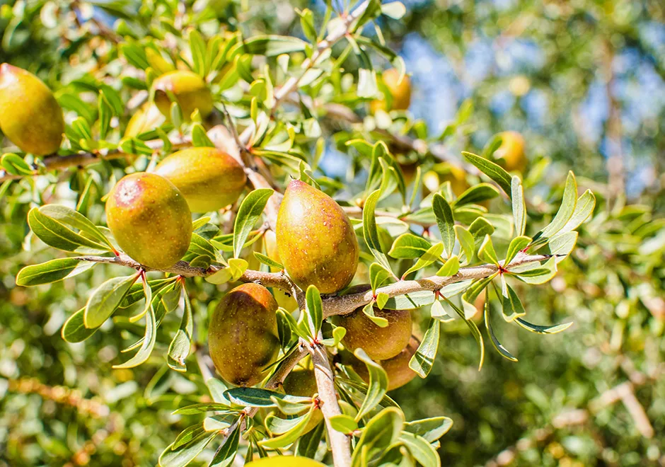 arbre argan