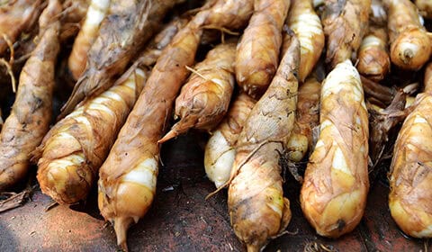 Arrow root