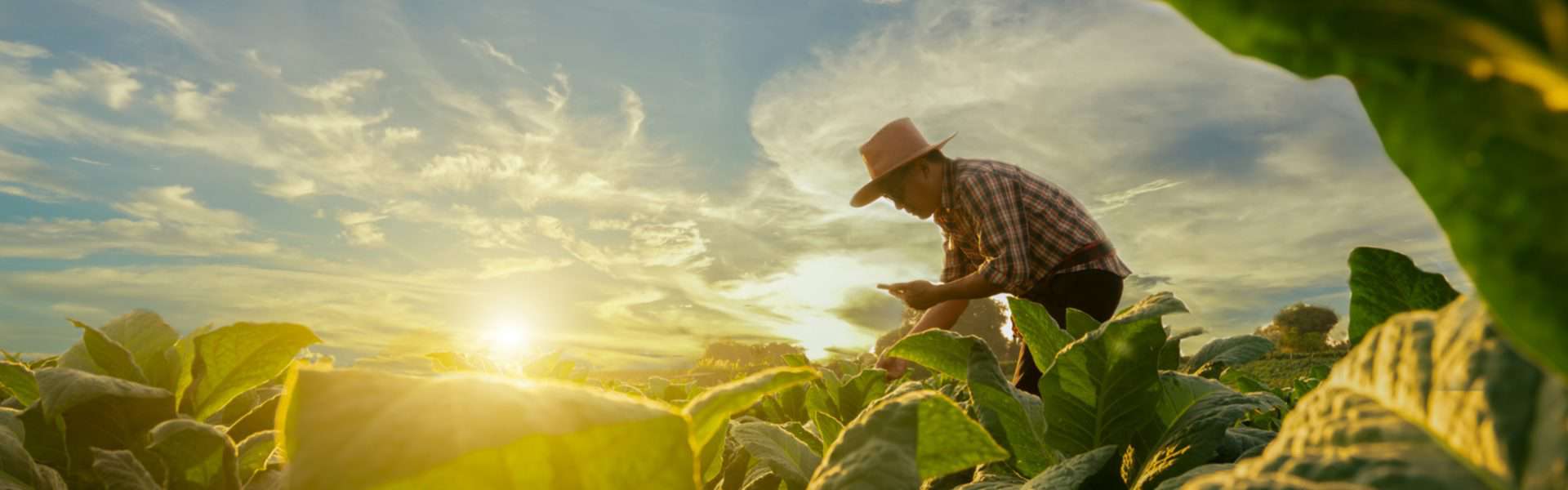 Biodiversité alimentaire