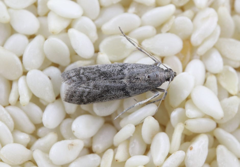 Mites-alimentaires