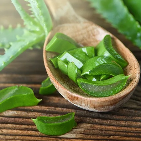 L&rsquo;Aloe Vera : comment l&rsquo;utiliser ?