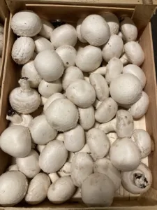 Champignon blanc bio France
