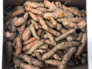 Curcuma Perou bio