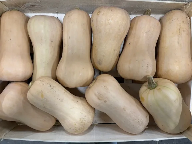 Courge butternut bio France