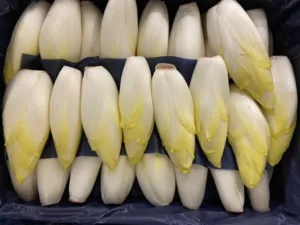 Endive du nord France bio