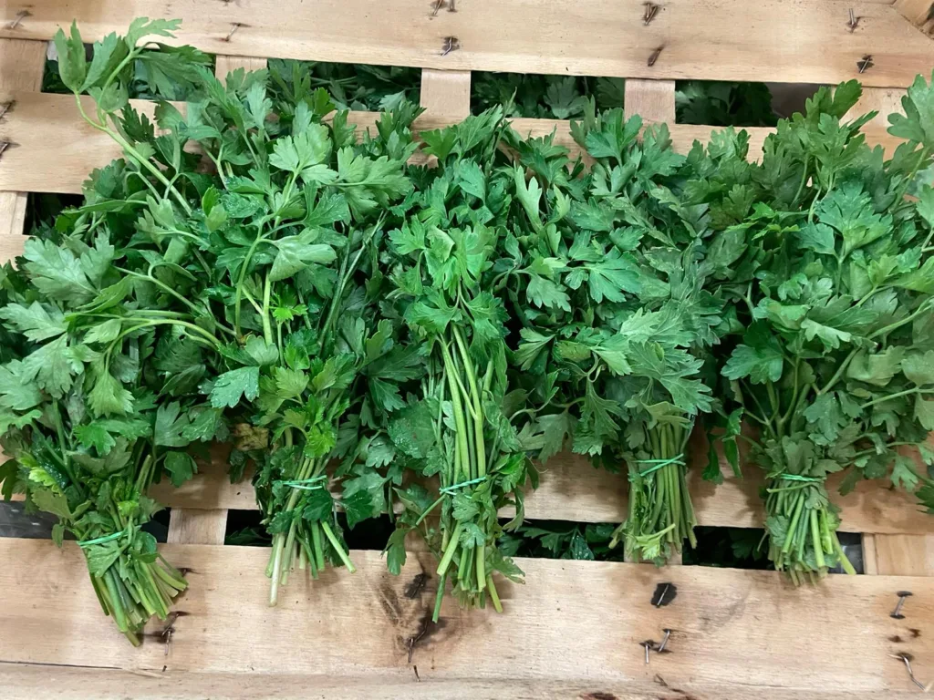 Herbe persil plat France bio