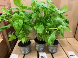 Pot de basilic France bio