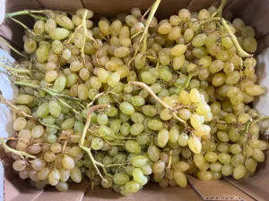 Raisin blanc sans pépin bio