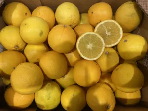 Orange à jus Espagne bio