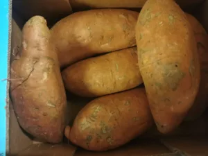Patate douce France bio