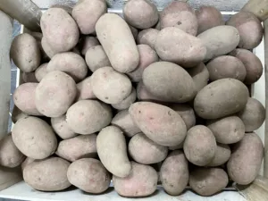 Pomme de terre rouge France bio