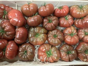 Tomate cotelée noire France bio