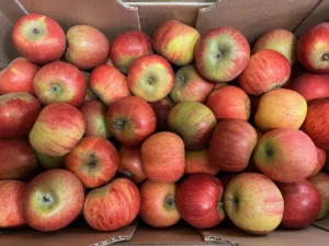 Pomme reine des reinettes bio