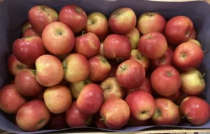 Pomme royal gala France bio