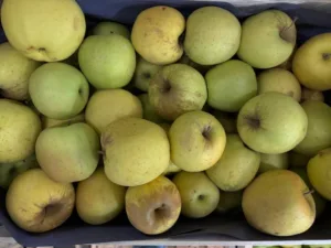 Pomme golden bio France