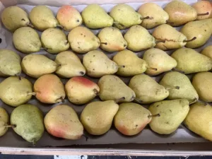 Poire guyot bio France