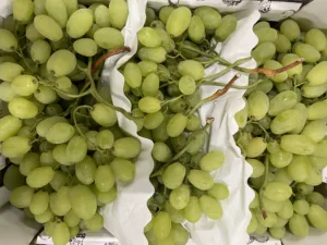 Raisin blanc Italie bio