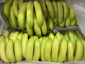 Banane République Dominicaine bio
