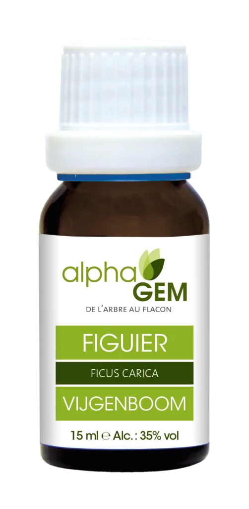 Figuier bio